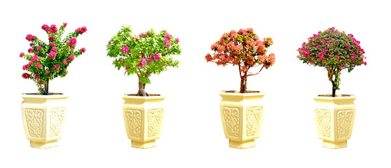 Ornamental plants in the garden and the front of the house.
Bougainvillea, red, pink flowers. Trees in pots in cream-colored pots.
Collection of 4 trees.