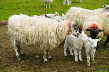 Flock of sheep with lambs in a field 