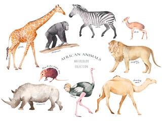 Watercolor hand drawn set with colorful illustration of savannah african animals isolated on white background. Giraffe, zebra, lion, camel, rhinoceros, ostrich. Realistic safari wildlife collection.