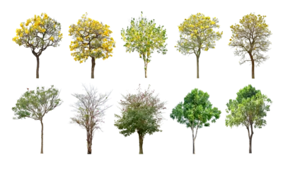 Foto op Plexiglas Collection Trees and bonsai green leaves. total 10 trees. The Ratchaphruek tree is blooming bright yellow. (png) © Chothip