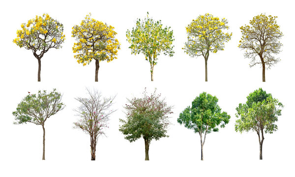 Fototapeta Collection Trees and bonsai green leaves. total 10 trees. The Ratchaphruek tree is blooming bright yellow. (png)