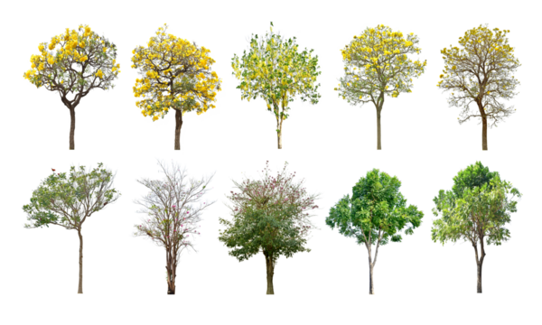 Collection Trees and bonsai green leaves. total 10 trees. The Ratchaphruek tree is blooming bright yellow. (png)