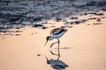 Water bird pied avocet, Recurvirostra avosetta, standing in the water in pink sunset light. The...