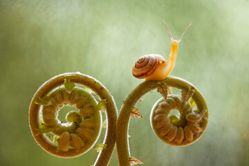 Snails, Plant-eating Animals