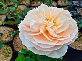 Valencia hybrid tea rose of exquisite form with huge clotted creamy colored blooms on a tall,...