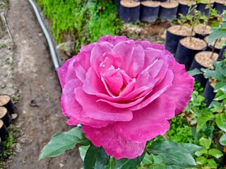 pink rose flower , floribunda roses with pink color