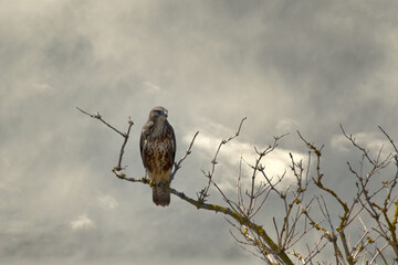 falco, bird, wild lebende tiere, greifvogel
