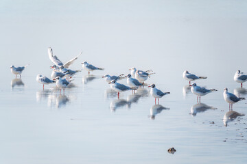 Fototapeta premium Flock of Seagulls, The European herring gull, swims on the calm lake shore