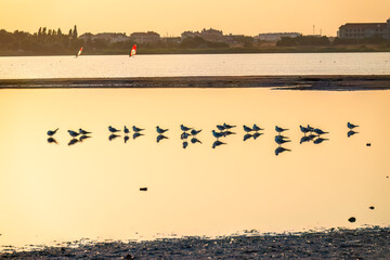 Flock of Seagulls, The European herring gull, swims on the calm lake shore in sunset