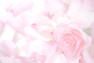 Obraz na płótnie Canvas Pink, Plant, Floribunda