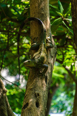 Portrait shot of green iguana climbing down a tree