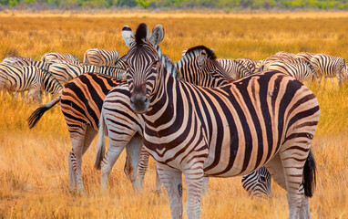 Herd of zebras in yellow grass - Etosha park, Namibia