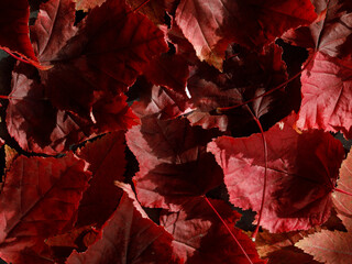 Red autumn maple leaves detailed background. Close up. Colorful full frame backround image of fallen autumn leaves perfect for seasonal use. Space for text.