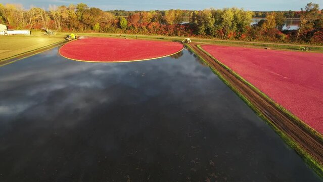 Cranberry marshes are ready for harvest in central Wisconsin.