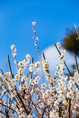 藤川天神の白梅
