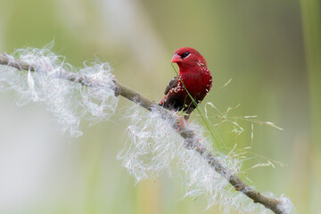 Red bird