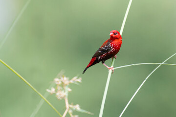 Red munia bird