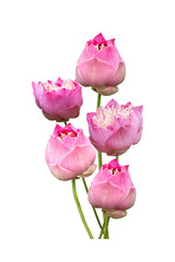 Beautiful pink lotus flower bouquet isolated on white background with copy space and clipping path.
