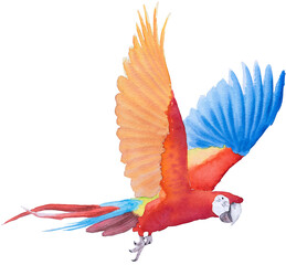 Bird parrot Macaw hand paint watercolor © wirakorn