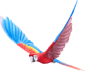 Bird parrot Macaw hand paint watercolor