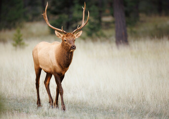 A young bull elk walking from the forest into the meadow