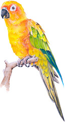 Bird parrot Macaw hand paint watercolor © wirakorn