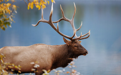 A headshot of a bull elk standing along the water's edge
