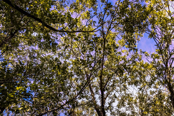 Leaves and Branches