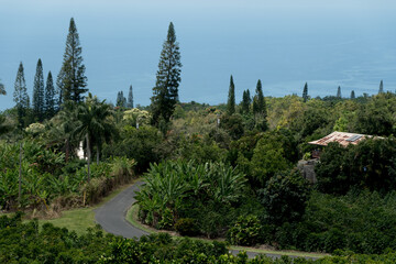 Kona coffee plantation on hills over Hawaii Belt Road