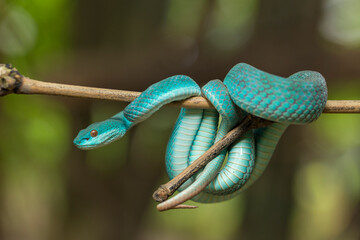Blue Insularis snake (Trimeresurus Insularis) White-lipped Island Pit Viper hanging on a branch