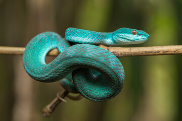 Blue Insularis snake (Trimeresurus Insularis) White-lipped Island Pit Viper hanging on a branch