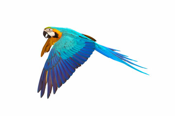 Colorful Blue and gold macaw flying isolated on white background.