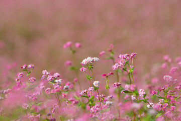 赤い蕎麦の花　長野県