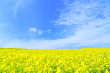 Natural landscape, Landscape, Field