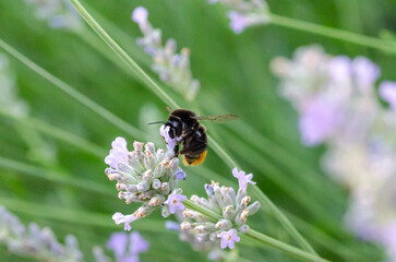 Hummel beim Blütenstaub sammeln