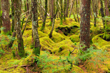 moss on a tree in the forest