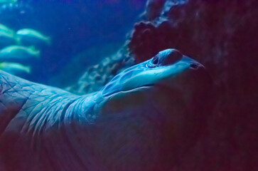 Kopf einer Riesenmeereschildkröte von unten