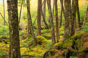 Obraz premium trees in the forest