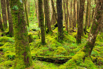 moss on a tree in the forest