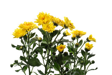 ポットマム　ダンテ　Chrysanthemum