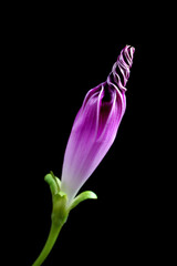 Naklejka premium 西洋アサガオの蕾 Ipomoea tricolor