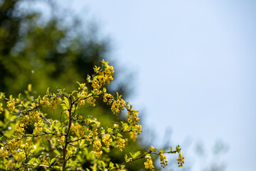 Berberis vulgaris flower growing in meadow, close up	