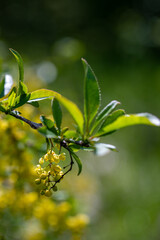 Obraz premium Berberis vulgaris flower growing in meadow, close up 