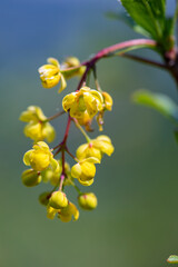 Berberis vulgaris flower growing in meadow, close up	