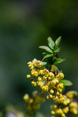 Berberis vulgaris flower growing in meadow, close up	
