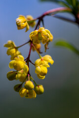 Berberis vulgaris flower growing in meadow, close up	