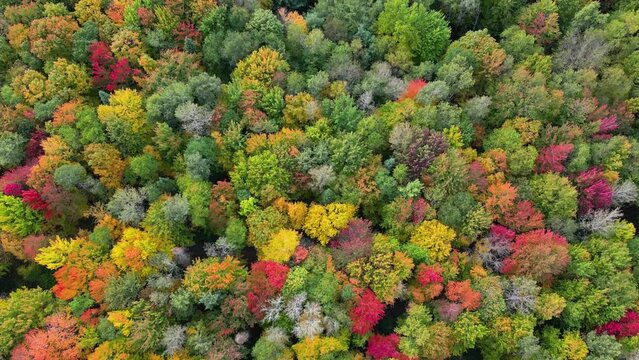 Peaceful aerial view of autumn forest. Bird's eye view of the Canadian nature.