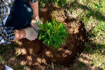 a woman plants a thuja, planting a coniferous tree thuja.