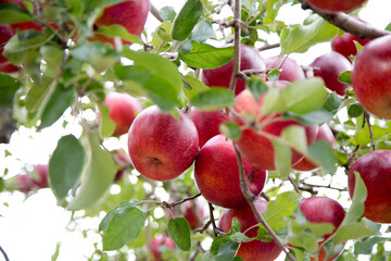 りんご、フジ、