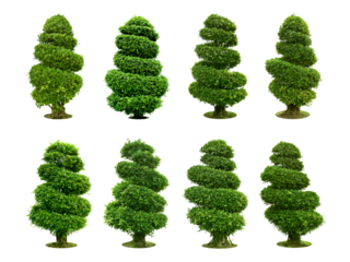 Collection pruning trees, ornamental plants  of Tree decorations, garden. (bush, shrub) Characteristics of bending to turn into a spiral.  total 8 trees.